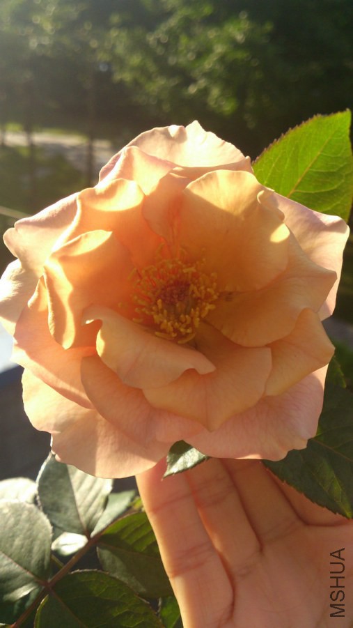 DSC_1190.jpg
