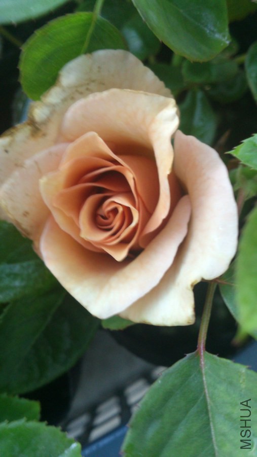 DSC_1150.jpg