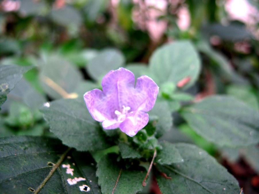 ���� 604_����.jpg