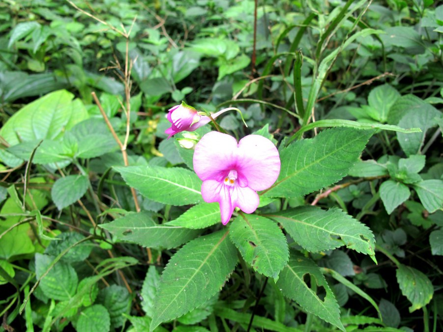 ���� 605_����.jpg