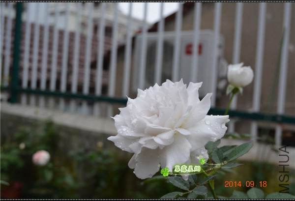 DSC_0784_����.jpg