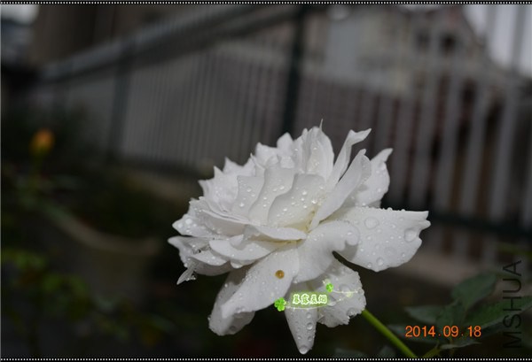 DSC_0783_����.jpg