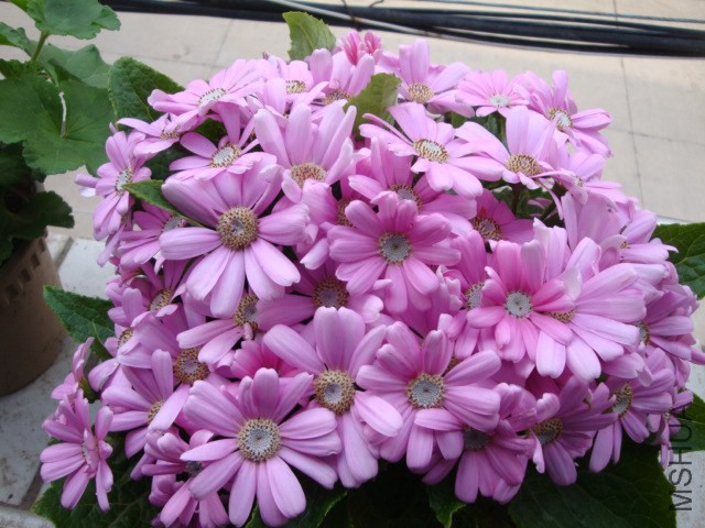 DSC03953.JPG