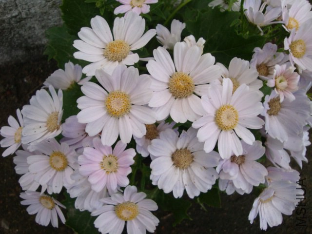 DSC03979.JPG