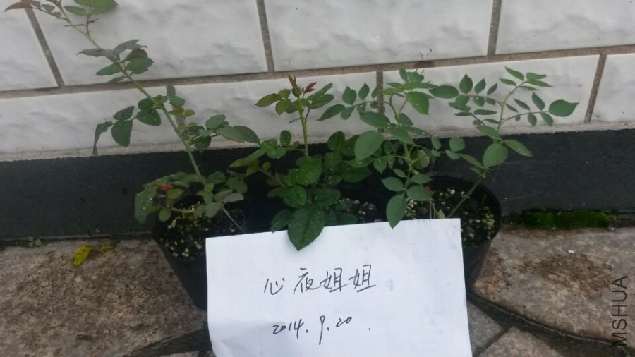 �պ�+ ������ +����ʹ