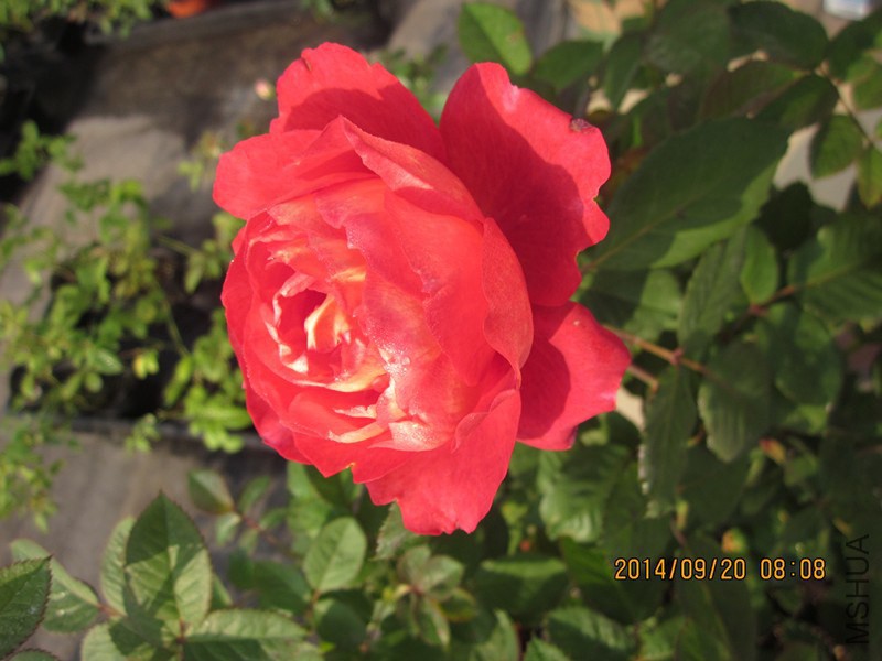 IMG_2477_����.jpg