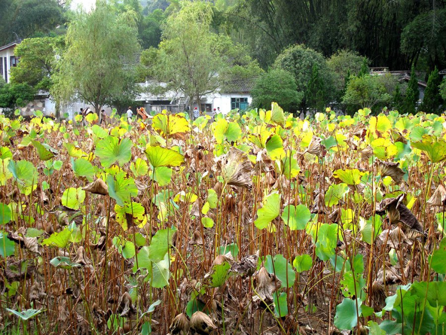 ���� 173_����.jpg