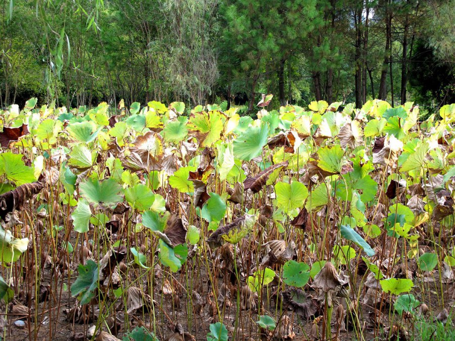 ���� 175_����.jpg