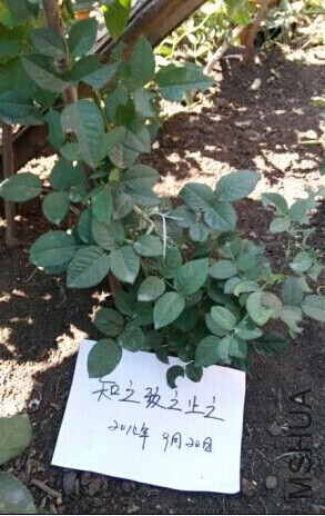 �ۺ츴�ţ����60CM���ۼ�78Ԫ