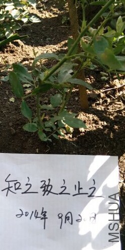 ���壬���50CM���ۼ�68