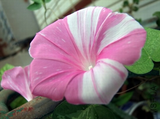 DSCF1826.JPG