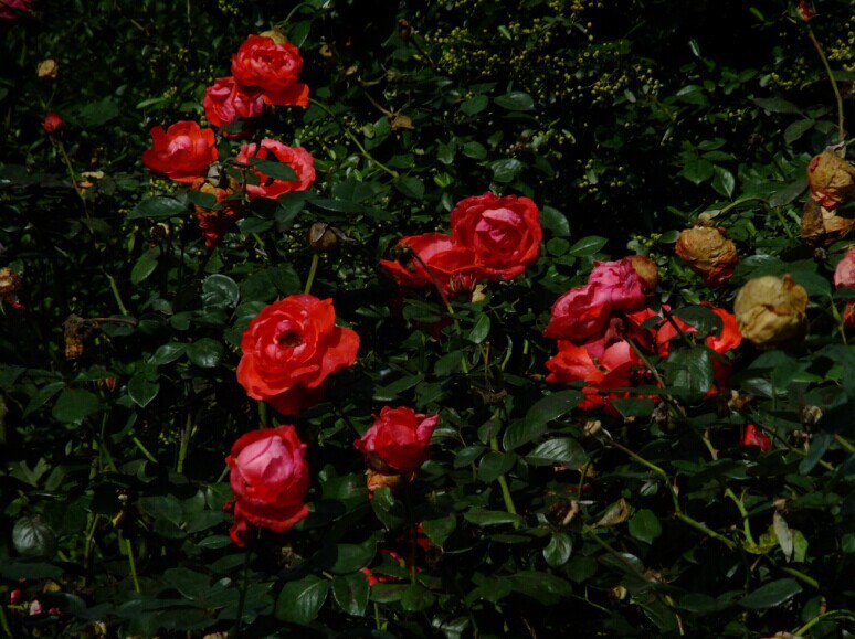 QQͼƬ20140920171353.jpg