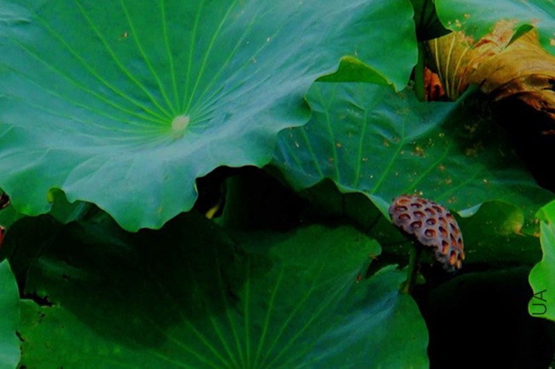 psb (79)_����.jpg