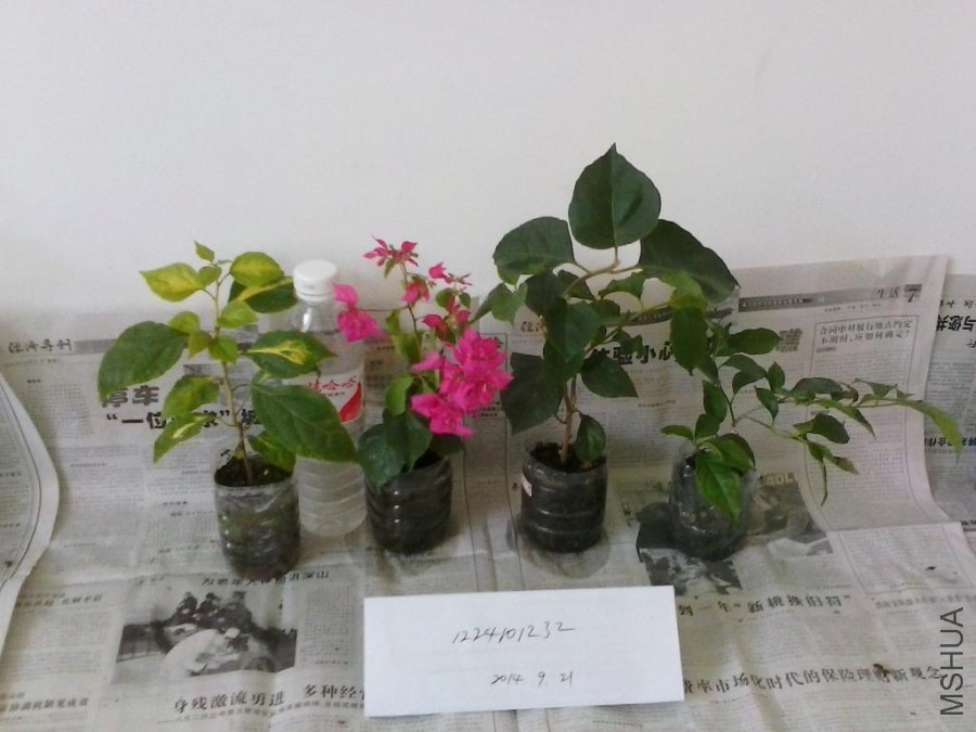 8.����˫ɫ �غ� ��� ����˹.jpg
