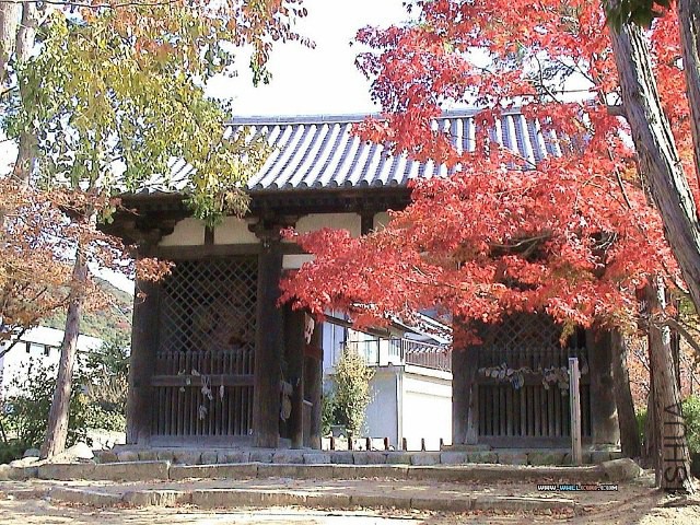 12492da8229g213.jpg