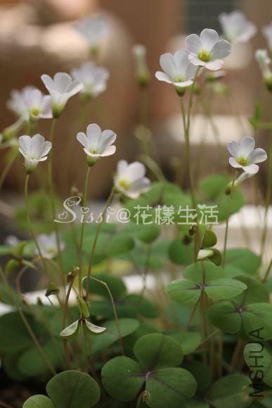 ��Ҷ�� ��