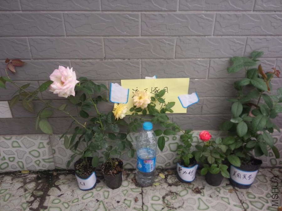 ��uĦ�������ħ��椱ȿ�����Ī��