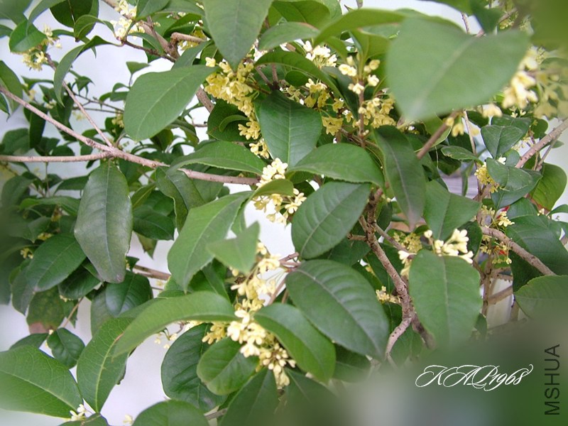 DSCF2267.JPG