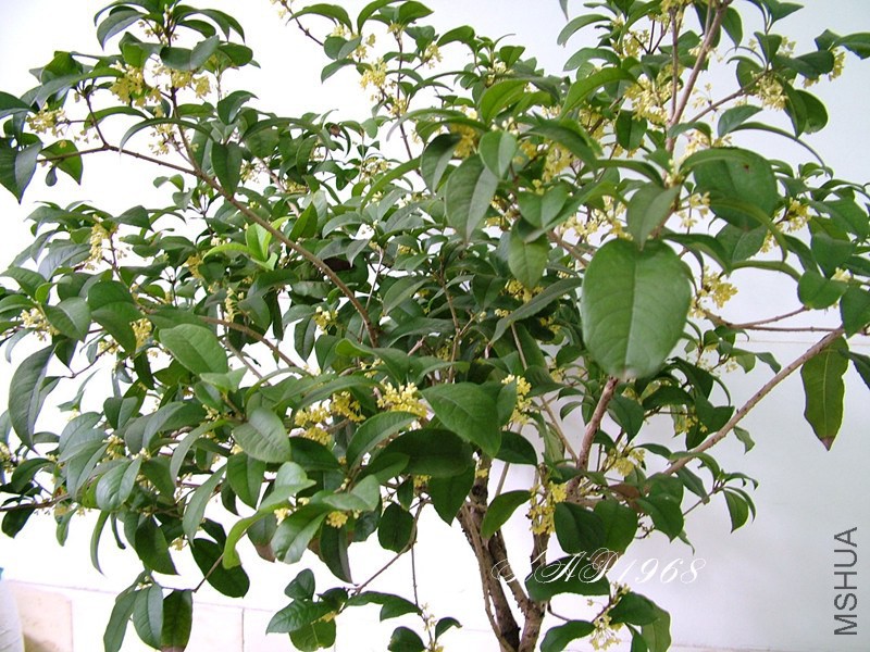 DSCF2268.JPG