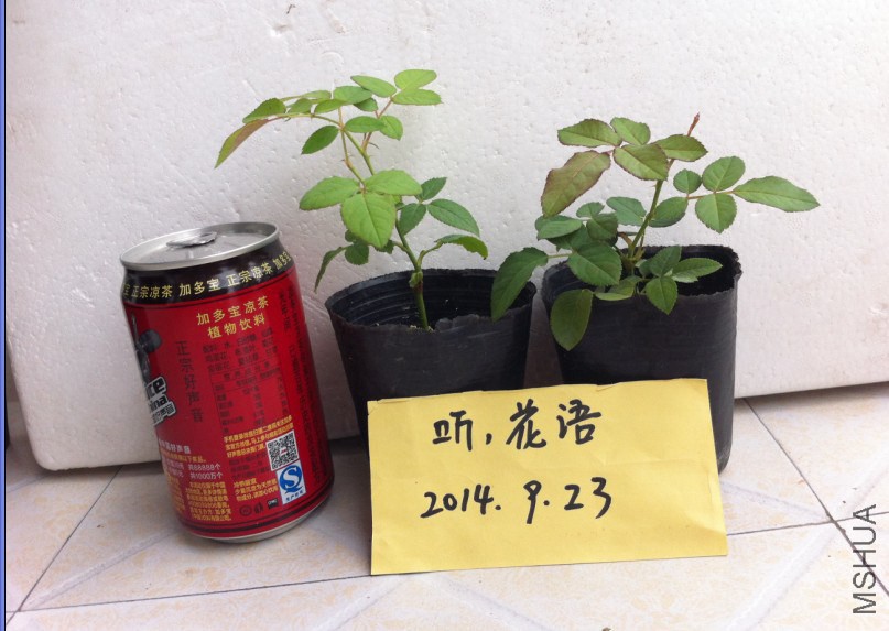 ���ڹ�12.JPG