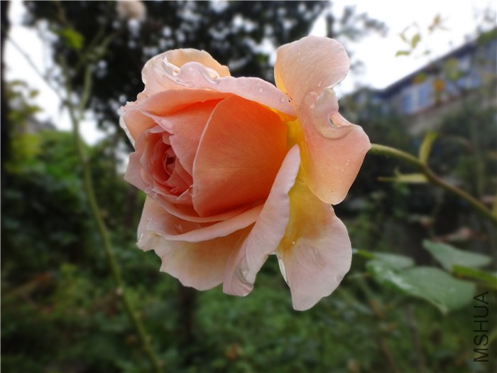 DSC03517_����.jpg