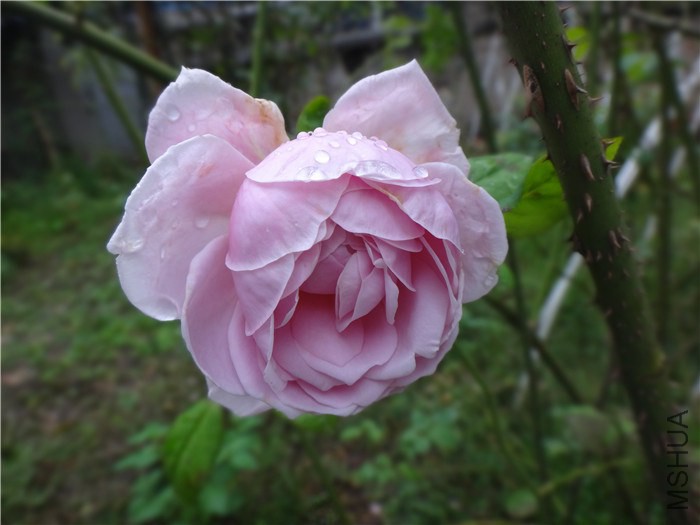 DSC03519_����.jpg