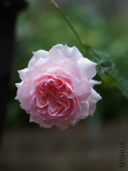 DSC07719_conew1.jpg