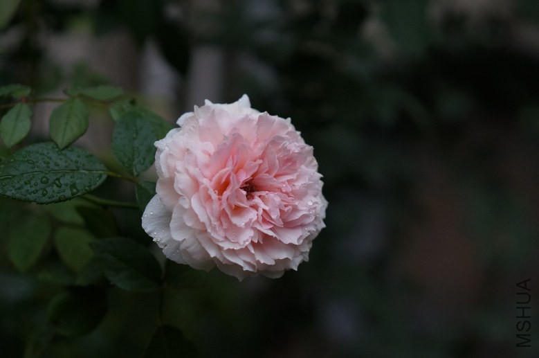 DSC07720_conew1.jpg