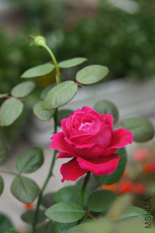 DSC07736_conew1.jpg