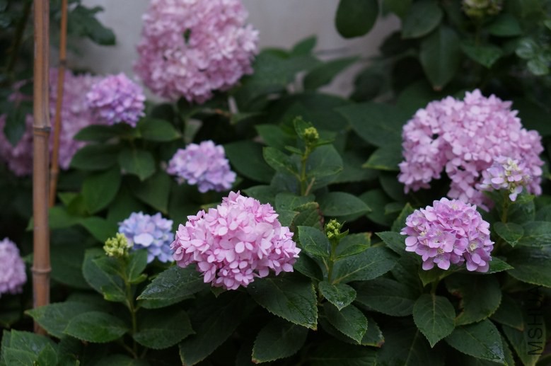 DSC07723_conew1.jpg
