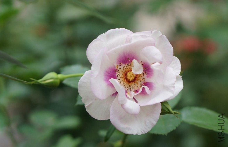 DSC07737_conew1.jpg