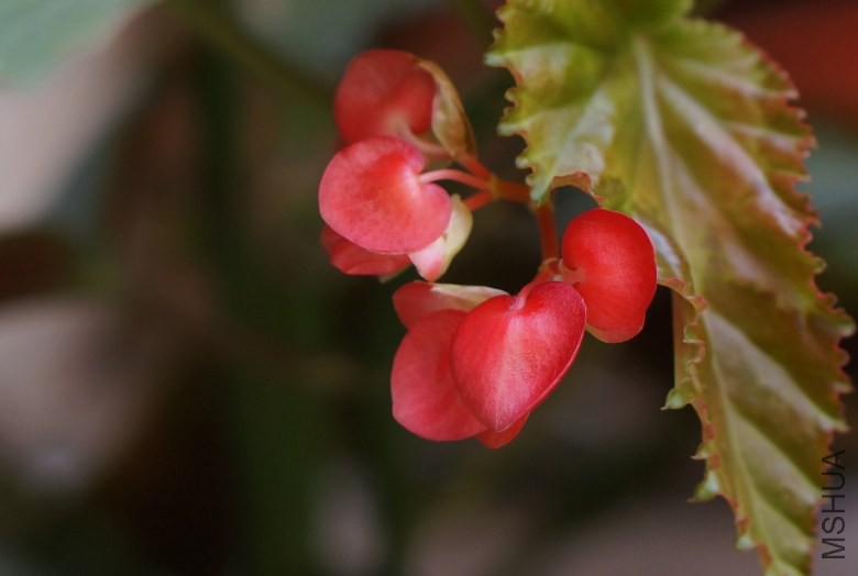 DSC07754_conew1.jpg