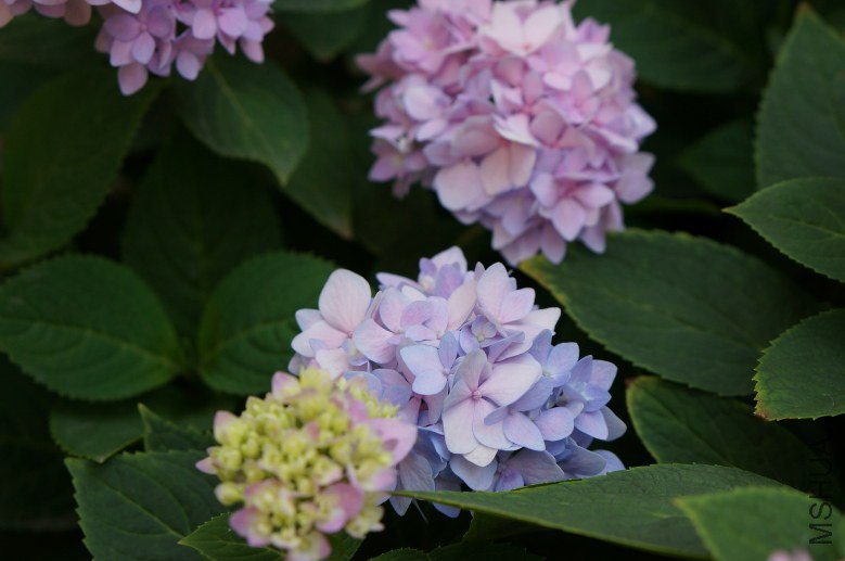DSC07767_conew1.jpg