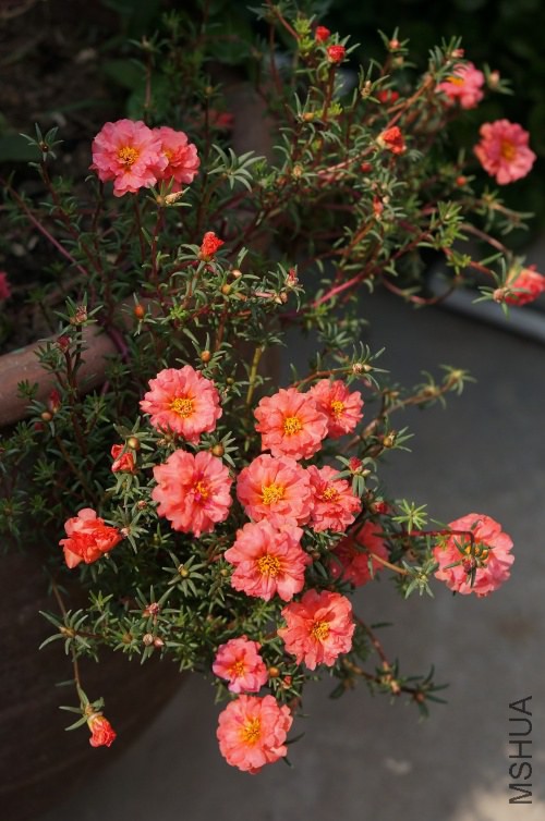 DSC07777_conew1.jpg