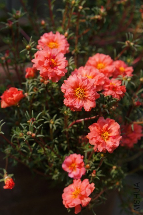 DSC07778_conew1.jpg