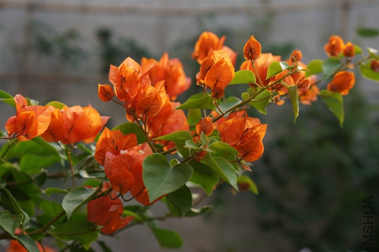 DSC07783_conew1.jpg