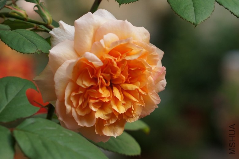 DSC07782_conew1.jpg