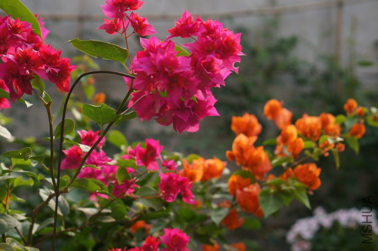 DSC07785_conew1.jpg