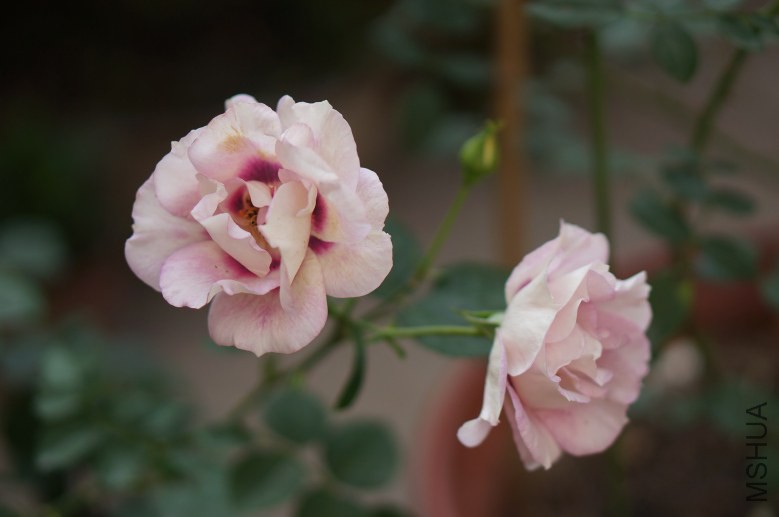 DSC07812_conew1.jpg