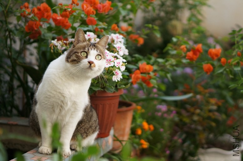 DSC07802_conew1.jpg