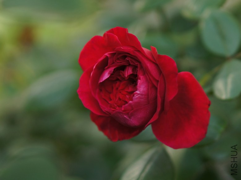DSC07814_conew1.jpg