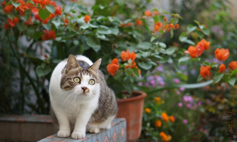DSC07824_conew1.jpg