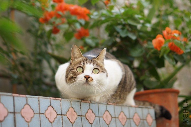 DSC07828_conew1.jpg