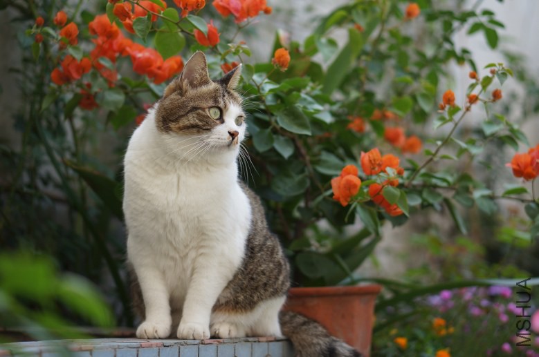 DSC07830_conew1.jpg