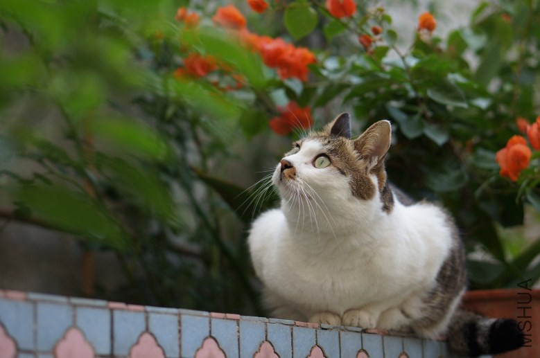 DSC07832_conew1.jpg