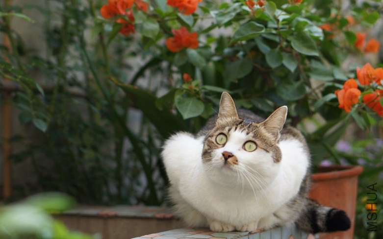 DSC07834_conew1.jpg
