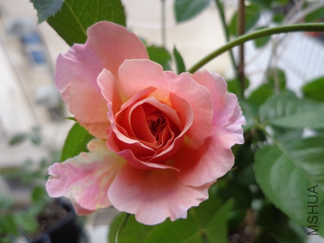 DSC04976.JPG