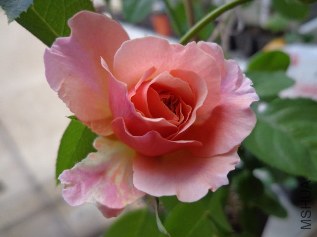 DSC04979.JPG