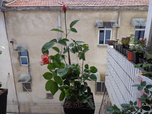 DSC04977.JPG