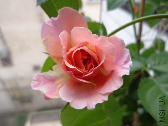 DSC04978.JPG